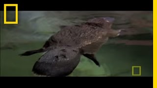 Platypus Habitat and Behavior [upl. by Ahsiener]