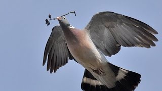 POMBO TORCAZ  COLUMBA PALUMBUS [upl. by Ile]