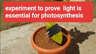 Light is essential for photosynthesis experiment [upl. by Ursal]