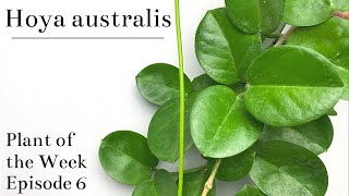 How To Care For Hoya australis  Plant Of The Week Ep 6 [upl. by Trinia]