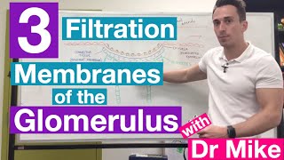 Glomerular Filtration  GFR  Starling Forces  Tubuloglomerular Feedback  Renal Physiology [upl. by Calbert]