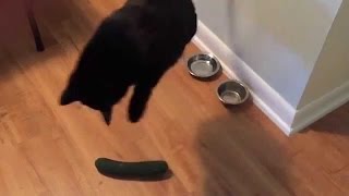 Cats Scared by Cucumbers Compilation [upl. by Wolfy]