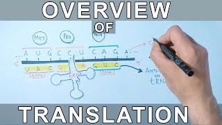 Overview of Translation  Protein Synthesis [upl. by Lovel]