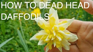 How and Why to Dead Head Daffodils [upl. by Drazze]