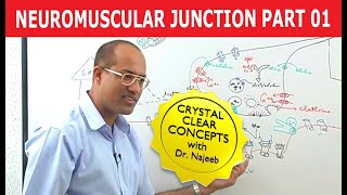 Neuromuscular Junction  Dr Najeeb  Part 12 [upl. by Grimaud]