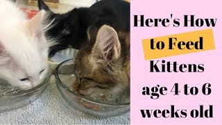 What amp How to Feed Kittens age 4 to 6 Weeks old [upl. by Sitnik]