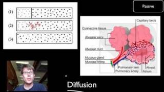 Transport Across Cell Membranes [upl. by Idden]