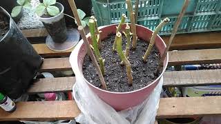 Poinsettia propagation using branch cuttings [upl. by Nonnahc]