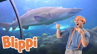 Blippi Visits an Aquarium The Florida Aquarium  1 HOUR OF BLIPPI  Educational Videos For Kids [upl. by Marka54]