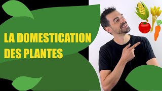 COURS DE TERMINALE SPÉCIALITÉ SVT CHAP11 LA DOMESTICATION DES PLANTES Bio Logique [upl. by Suirauqed92]