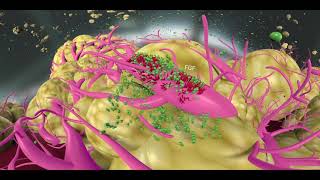 HCC pathophysiology treatments and mechanisms [upl. by Gasper]