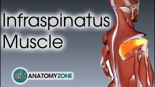 Infraspinatus  Muscle Anatomy [upl. by Eizeerb]