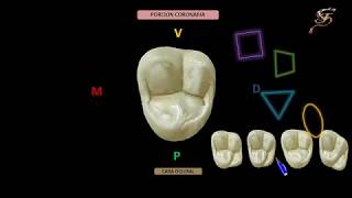 tercer molar superior anatomía [upl. by Blessington]