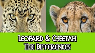 Leopard amp Cheetah  The Differences [upl. by Nauqaj765]