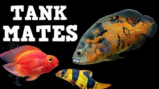 TOP 10 Tank Mates For Oscar Fish [upl. by Anoj]