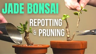 Jade plant Bonsai repotting and pruning [upl. by Reiss]