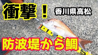 香川県高松 衝撃！防波堤から鯛 [upl. by Jarrell]