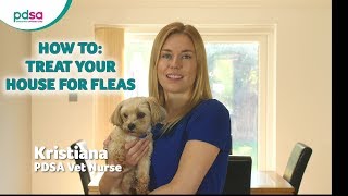 How To Treat Your House For Fleas PDSA Petwise Pet Health Hub [upl. by Prospero]