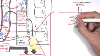 Alcohol Physiology ethanol metabolism and biochemistry [upl. by Croner]