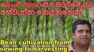 Bean cultivation බොංචි වගාව bonchi wagawa Home gardening ගෙවතු වගාව gewathu wagawa Organic farming [upl. by Chute966]