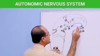 Autonomic Nervous System  Neuroanatomy 🧠 [upl. by Ydaf]