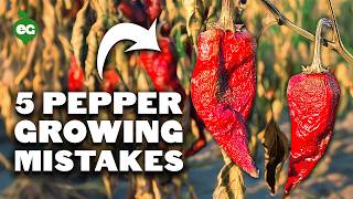 5 Pepper Growing Mistakes to Avoid [upl. by Prady]