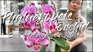 Phalaenopsis Orchid care propagation and rebloom [upl. by Aneeh]