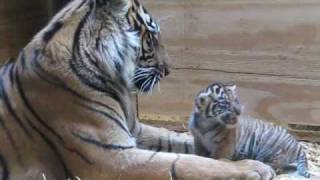 Tiger Cub Day 30  Grooming by Mom [upl. by Irita]