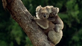 Koala Baby Koalas [upl. by Hennessy]