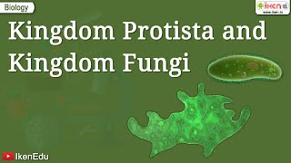 Kingdom Protista and Kingdom Fungi  Class 11 Biology  iKen [upl. by Neicul]