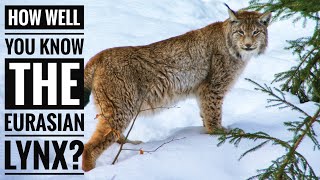 Eurasian Lynx  Description Characteristics and Facts [upl. by Eresed]