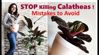 Calathea plant care  Mistakes you should avoid [upl. by Meeharbi]