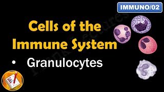 Cells of the Immune System PART I  GRANULOCYTES FLImmuno02 [upl. by Etsirhc]