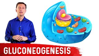 What Is Gluconeogenesis – Dr Berg [upl. by Kutchins]