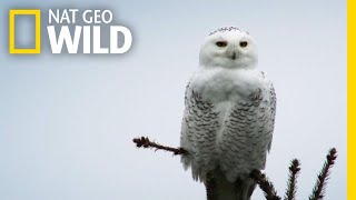 Silent Snowy Owl Attack  Alaskas Deadliest [upl. by Niamreg]