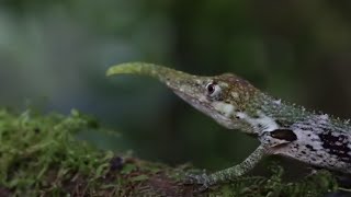 15 Reptiles Únicos Más Exóticos Del Mundo 2 [upl. by Huberman]