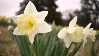 Daffodil Varieties and Colors [upl. by Port]