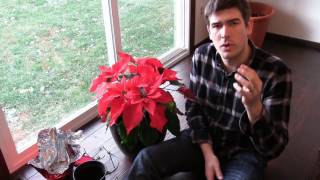 How to Grow Poinsettia Year Round  Complete Growing Guide [upl. by Nitas]