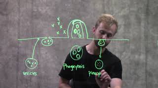 Endocytosis and Exocytosis [upl. by Adev]