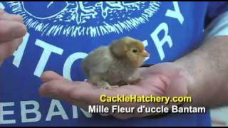 Mille Fleur Duccle Bantam Chicken Breed  Cackle Hatchery [upl. by Kruse]