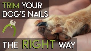 How to Trim Dog Nails  The RIGHT Way [upl. by Melgar805]