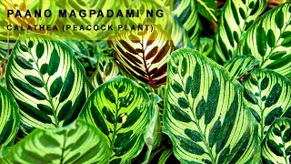 CALATHEA PEACOCK PLANT🌿 PROPAGATION [upl. by Eetnahc]