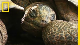 Meet the Giant CaveDwelling Tortoises of the Seychelles  National Geographic [upl. by Pepillo708]