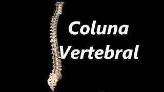 Anatomia da Coluna Vertebral em 3D [upl. by Kokaras]