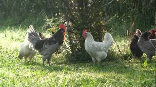 Chickens Blue Andalusian dUccle black frizzle Cochin blue breasted OEG Australorp Orpington [upl. by Helbonna]