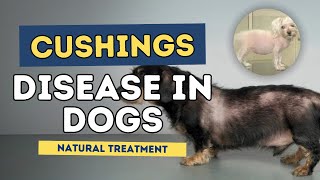 Cushings Disease in Dogs Natural Treatment [upl. by Joachim278]