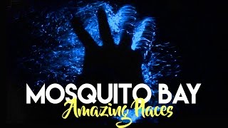 THE GLOWING BIO BAY IN VIEQUES PUERTO RICO [upl. by Gnoz]