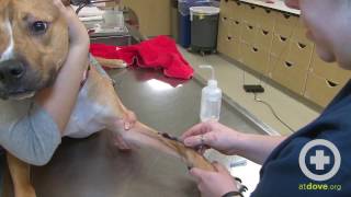 How to Do a Canine Cephalic Vein Blood Collection [upl. by Ahsekal]