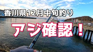 香川県釣り12月中旬 アジ確認！！ [upl. by Ezana114]