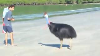 Cassowary at Cape Tribulation  Daintree PART 1 [upl. by Paxon763]